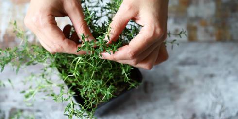 Czujesz, że dopada Cię angina? To zioło zadziała lepiej niż antybiotyk