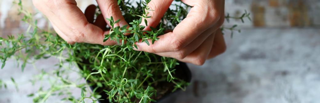 Czujesz, że dopada Cię angina? To zioło zadziała lepiej niż antybiotyk