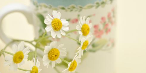 Wrotycz maruna - właściwości i zastosowanie