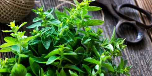 Domowa maść majerankowa - najlepsza na katar!