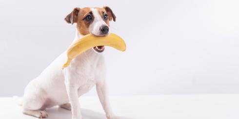 Codziennie jesz banany? Uważaj, możesz sobie zaszkodzić