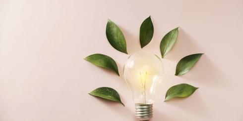 Padasz ze zmęczenia, a masz mnóstwo roboty? Oto 8 roślin, które ekspresem postawią Cię na nogi