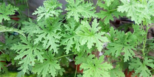 Cudowny lek na Twoim parapecie - zabija bakterie, łagodzi ból stawów. Tę roślinę powinien mieć w domu każdy