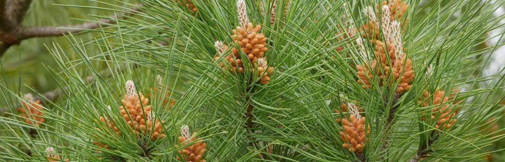 Ekstrakt z kory tego drzewa zapobiega zakrzepicy - odkryli naukowcy. A naturalnych sposobów jest więcej!