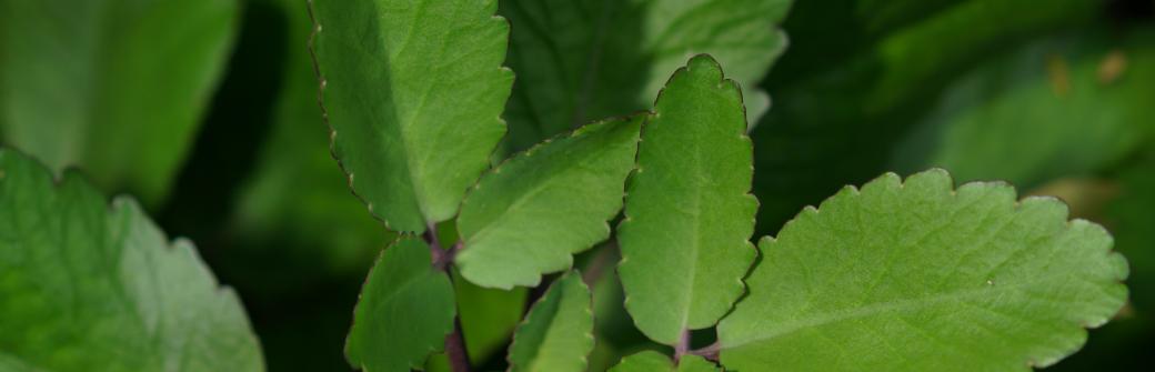 Żyworódka - jakie ma właściwości i na co pomaga?