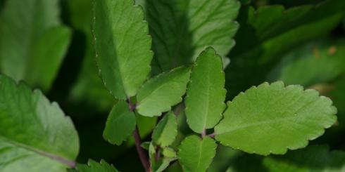 Żyworódka - jakie ma właściwości i na co pomaga?