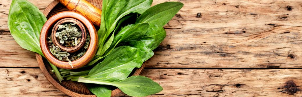 Babka lancetowata - jak i na co stosować?