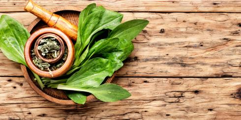 Babka lancetowata - jak i na co stosować?