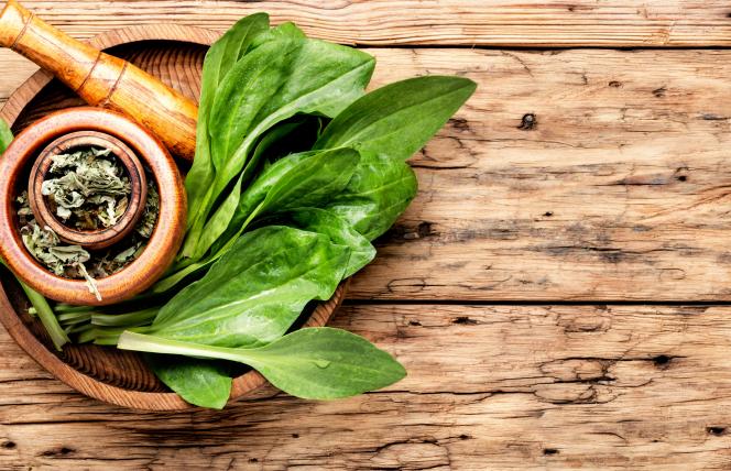 Babka lancetowata - jak i na co stosować?