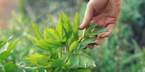 Lubczyk - naturalny afrodyzjak i środek poprawiający witalność