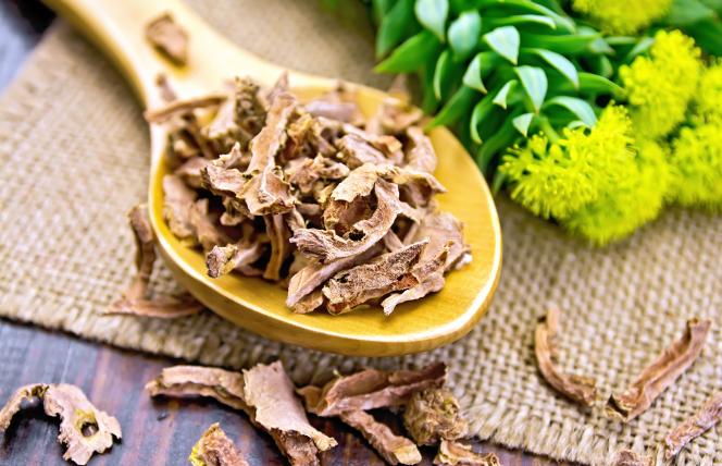 Różeniec górski i jego cenne właściwości niwelowania stresu