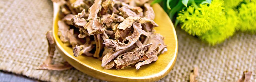 Różeniec górski i jego cenne właściwości niwelowania stresu