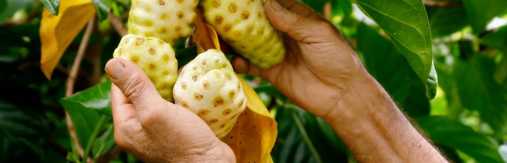 Noni - niedoceniany owoc o wielu zdrowotnych właściwościach