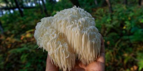 Soplówka jeżowata - grzyb, który wspiera nie tylko nasz mózg