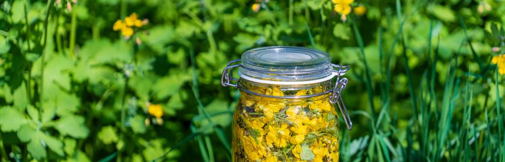 Glistnik jaskółcze ziele - nie tylko na kurzajki