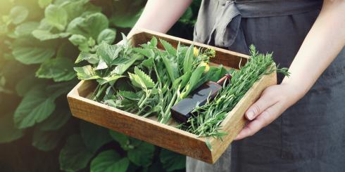 Stres może prowadzić do cukrzycy. W jego łagodzeniu pomogą te rośliny