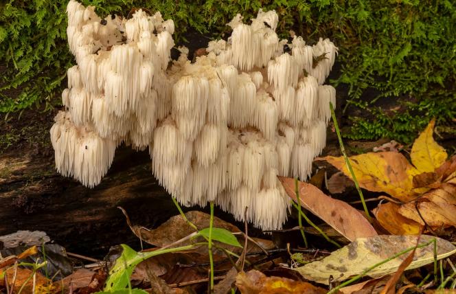 Nie tylko soplówka jeżowata i shiitake. Przegląd grzybów leczniczych