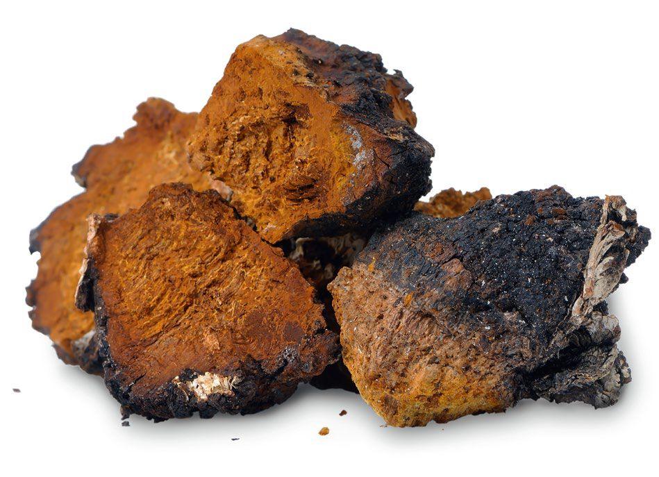 Błyskoporek podkorowy