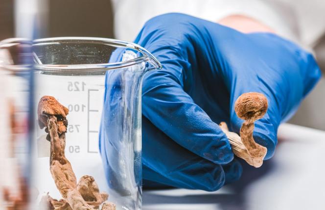 Psylocybina, czyli magiczne grzybki leczą depresję