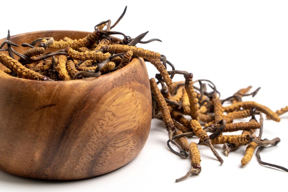 Kordyceps