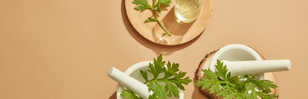 Borelioza - 7 ziół, które mogą pomóc w leczeniu