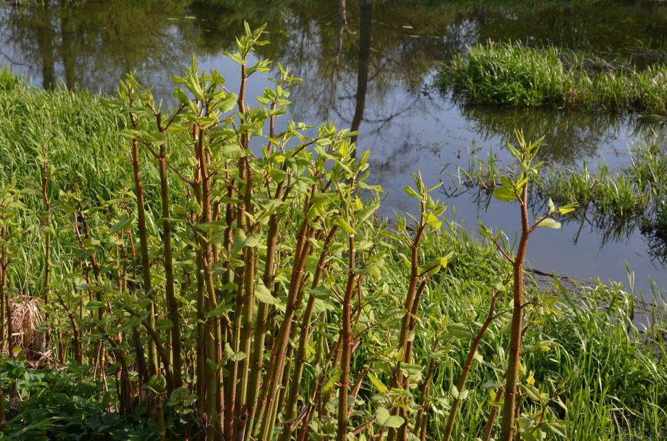 rdestowiec japoński