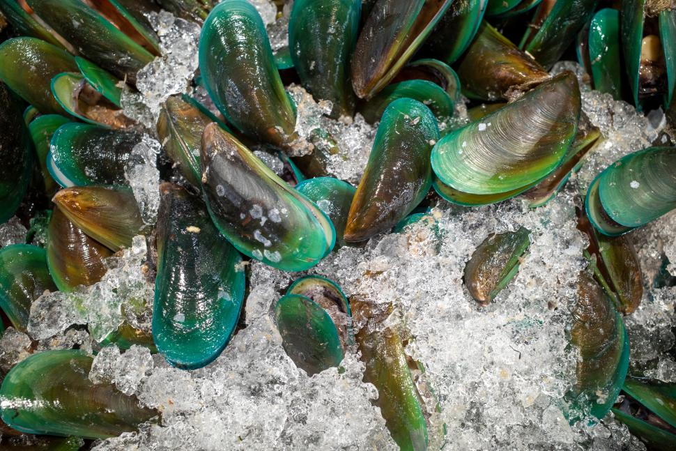 omułek zielonowargowy