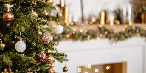 Aromat drzew iglastych dobrze wpływa na samopoczucie