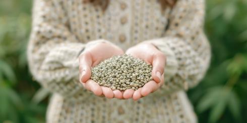 Nasiona konopi zwalczają stany zapalne i chronią układ krążenia