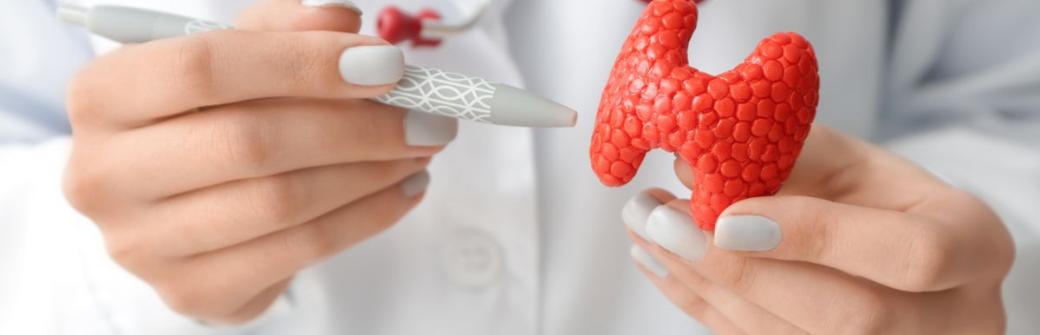 Tarczyca - funkcje, choroby, badania. Jak wspomagać ją naturalnymi sposobami?