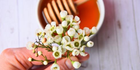 Czy miód hamuje rozwój niektórych nowotworów? Jego właściwości zaskakują