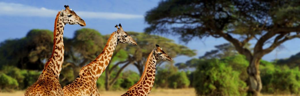 Dlaczego Afryka tak przyciąga? Opowieść o ludziach, przyrodzie i historii kontynentu