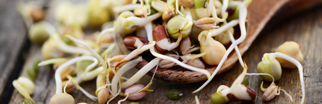 Czym jest spermidyna i jakie ma właściwości? Co łączy ją z procesem autofagii?