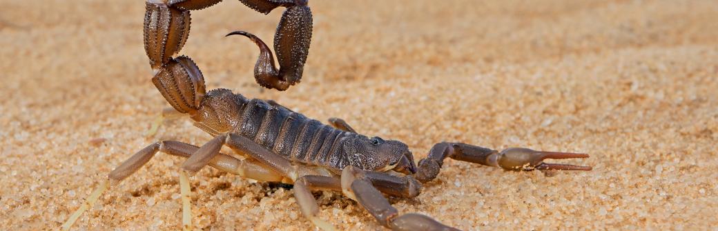 Węże, skorpiony, mrówki...Jak medycyna wykorzystuje jad zwierząt