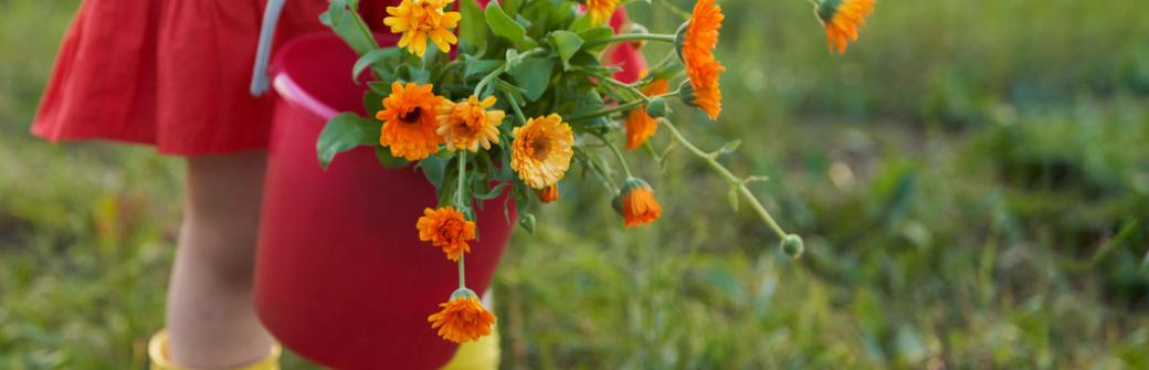 To jedno z najpopularniejszych ziół stosowanych w fitoterapii i kosmetyce naturalnej