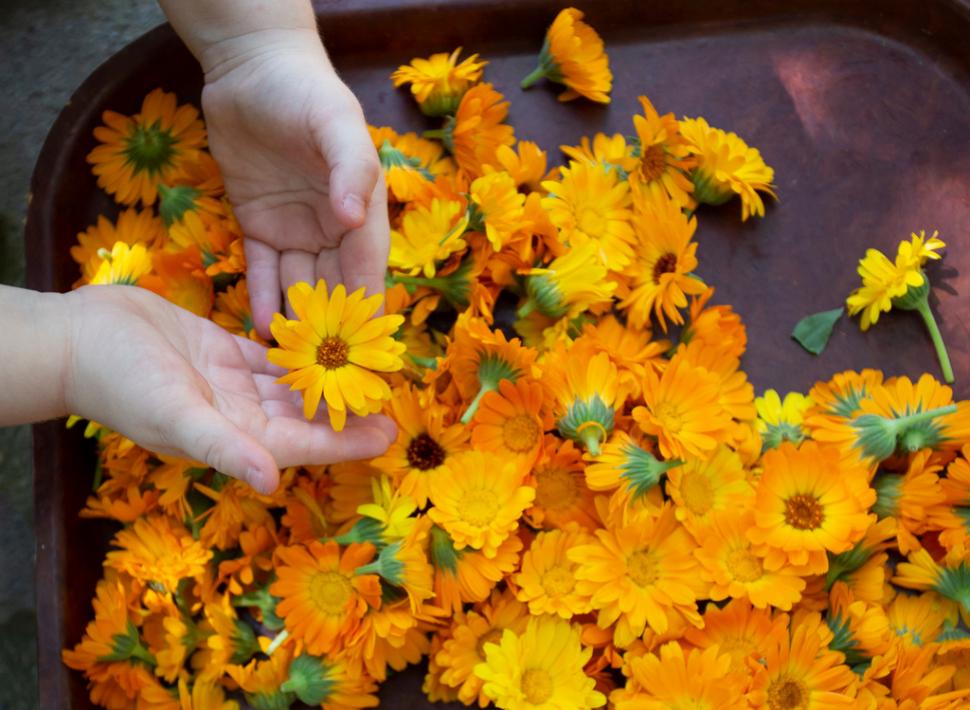 CALENDULA OFFICINALIS