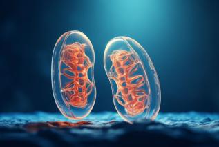 Czym są mitochondria i co się dzieje, gdy zaczynają szwankować?