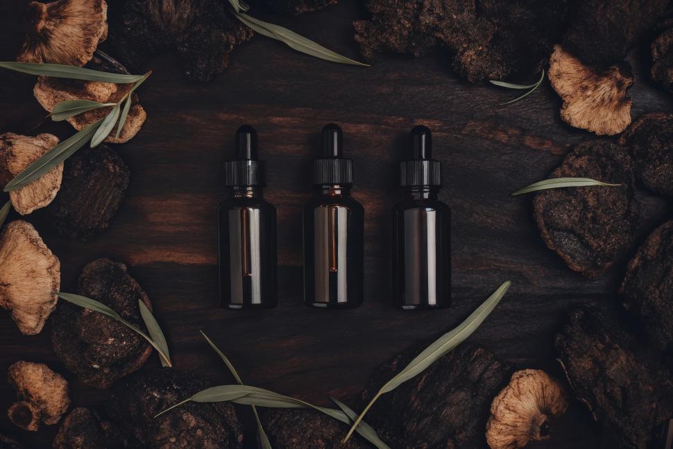 Czaga - Inonotus obliquus 