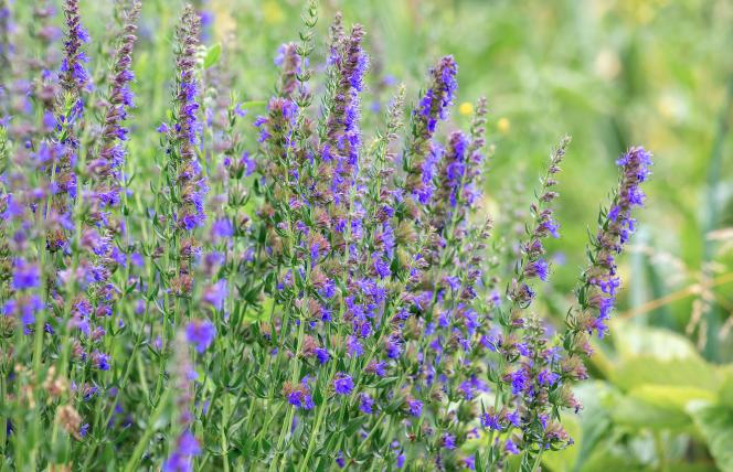 To mało znane zioło wykazuje znakomite właściwości lecznicze