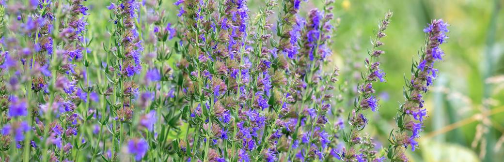 To mało znane zioło wykazuje znakomite właściwości lecznicze