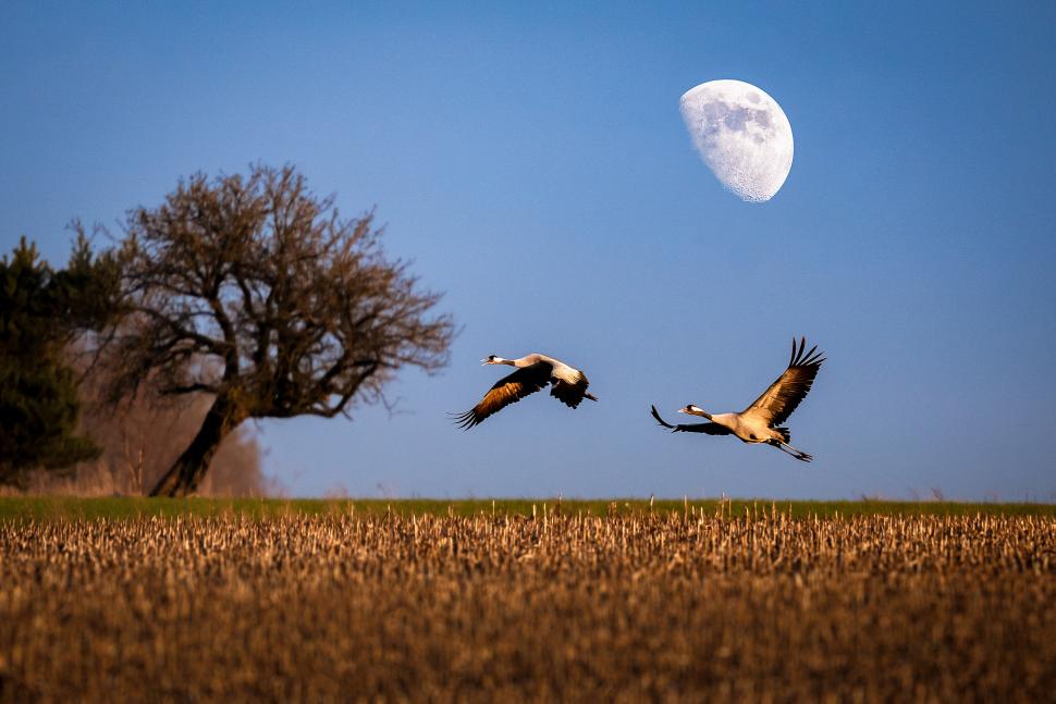 ptaki na tle księżyca
