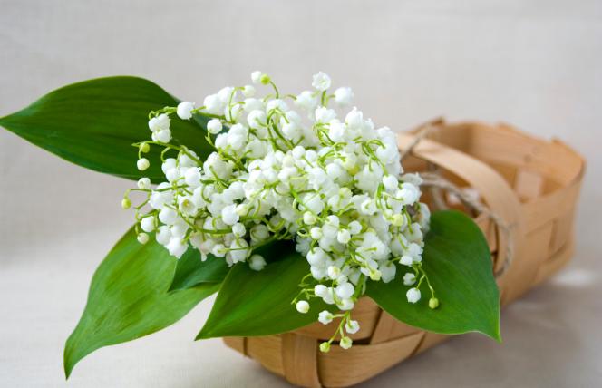 Na te często popularne rośliny trzeba szczególnie uważać. Są toksyczne