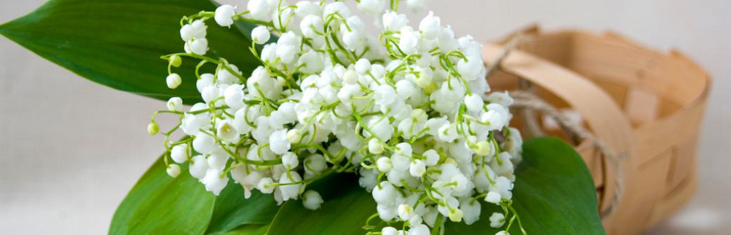 Na te często popularne rośliny trzeba szczególnie uważać. Są toksyczne