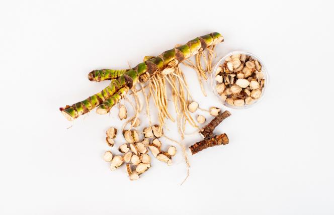 Wspomaga trawienie i odporność - tatarak zwyczajny i jego cenne właściwości