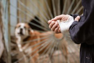 Wścieklizna. Jak ją rozpoznać i co robić w razie ugryzienia?