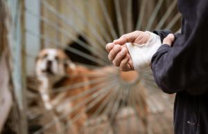 Wścieklizna. Jak ją rozpoznać i co robić w razie ugryzienia?