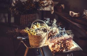 Jak uprawiać zioła, zbierać je i suszyć? Poradnik dla początkujących