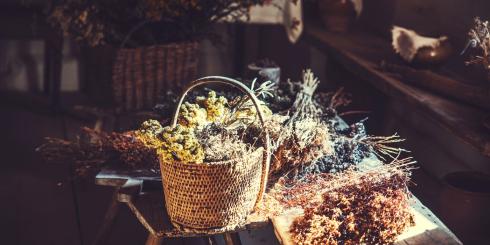 Jak uprawiać zioła, zbierać je i suszyć? Poradnik dla początkujących