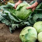 Kreatyna - czym jest i jakie są jej właściwości. Dlaczego warto ją suplementować?