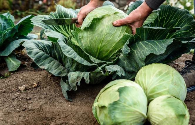 Kapusta - właściwości zdrowotne i lecznicze zastosowanie